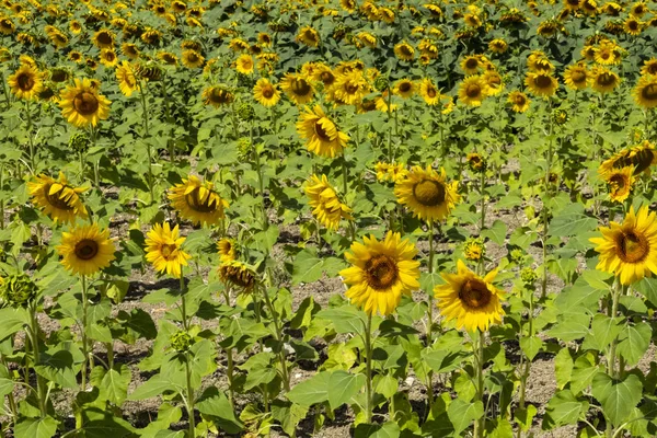 Girasoles Tienen Grandes Caras Flores Como Margaritas Pétalos Color Amarillo —  Fotos de Stock