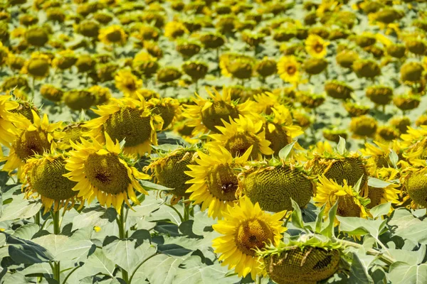 Tournesols Ont Grandes Faces Fleurs Marguerites Pétales Jaune Vif Des — Photo