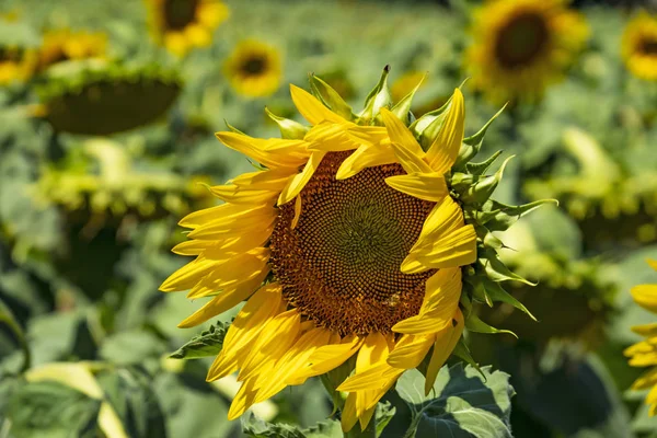 Girasoles Tienen Grandes Caras Flores Como Margaritas Pétalos Color Amarillo —  Fotos de Stock