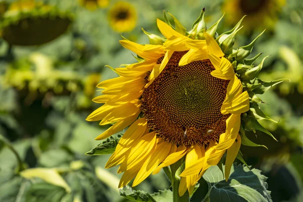 Girasoles Tienen Grandes Caras Flores Como Margaritas Pétalos Color Amarillo —  Fotos de Stock