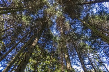 yeşil doğada yer ağaçları üzerinde