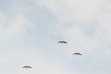 yaz sezonu sonunda göç leylek.