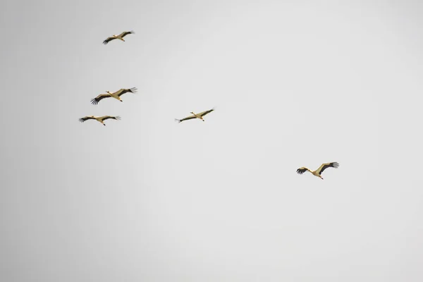 Cigüeñas Migratorias Final Temporada Verano —  Fotos de Stock