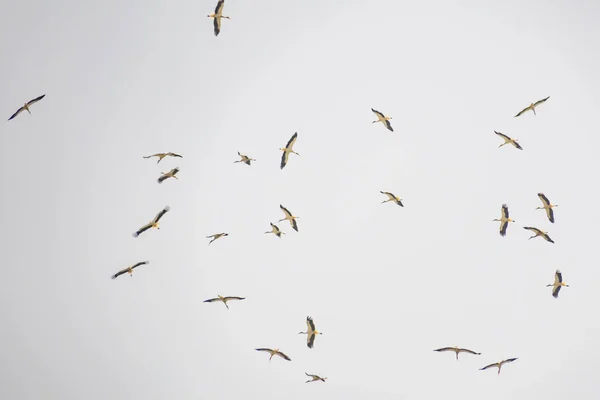 Zugstörche Zum Ende Der Sommersaison — Stockfoto