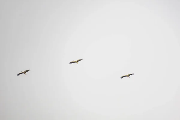 Migrating Storks End Summer Season — Stock Photo, Image
