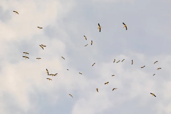 Cigognes Migratrices Fin Saison Estivale — Photo