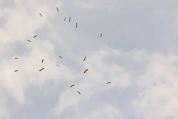 여름철 — 스톡 사진