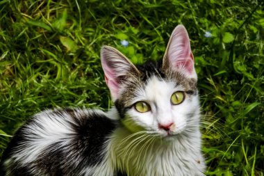 sevimli arkadaşlar kediler doğada kapatın