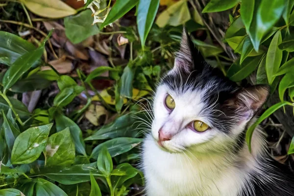 クローズ アップ自然でかわいいお友達猫 — ストック写真