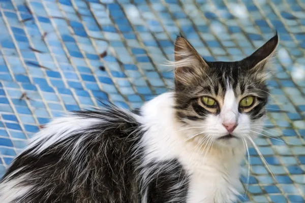 Aus Nächster Nähe Niedliche Freunde Katzen Der Natur — Stockfoto