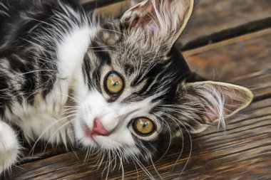 sevimli arkadaşlar kediler doğada kapatın