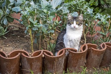 sevimli arkadaşlar kediler doğada kapatın