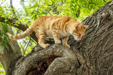sevimli arkadaşlar kediler doğada kapatın