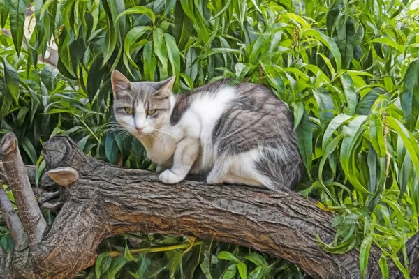 Cerca Lindo Amigos Gatos Naturaleza — Foto de Stock