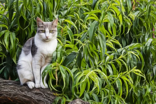 자연에서 귀여운 고양이를 닫습니다 — 스톡 사진