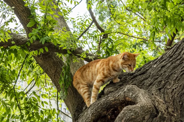 Aus Nächster Nähe Niedliche Freunde Katzen Der Natur — Stockfoto