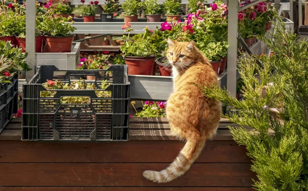 在植物花盆里的猫 图库照片 C Scalatore959