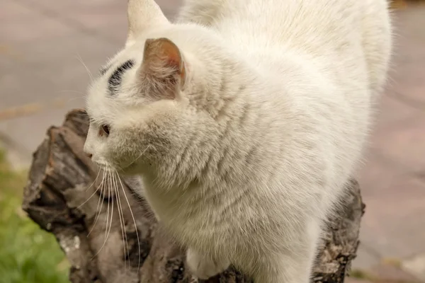 Cerca Lindo Amigos Gatos Naturaleza — Foto de Stock