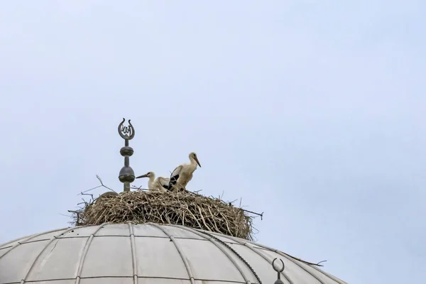 Närbild Storkar Boet Moskén Dome — Stockfoto