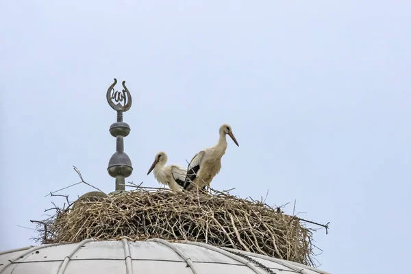 Nahaufnahme Von Störchen Nest Auf Moschee Kuppel — Stockfoto