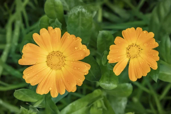 Close Common Marigold Leaves Nature — Stock Photo, Image