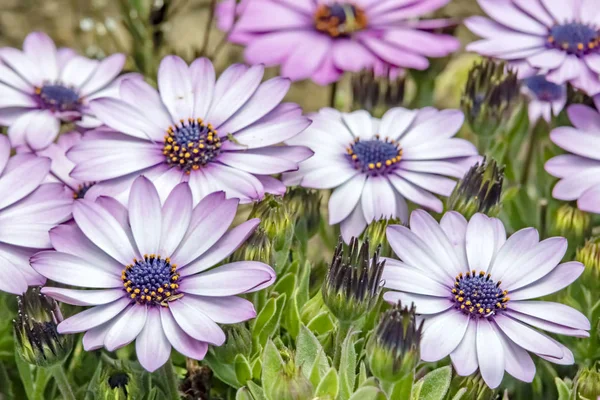 Gänseblümchen Der Natur Hautnah Erleben — Stockfoto