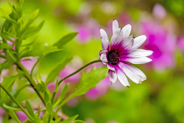 Крупним Планом Ромашкові Квіти Природі — стокове фото