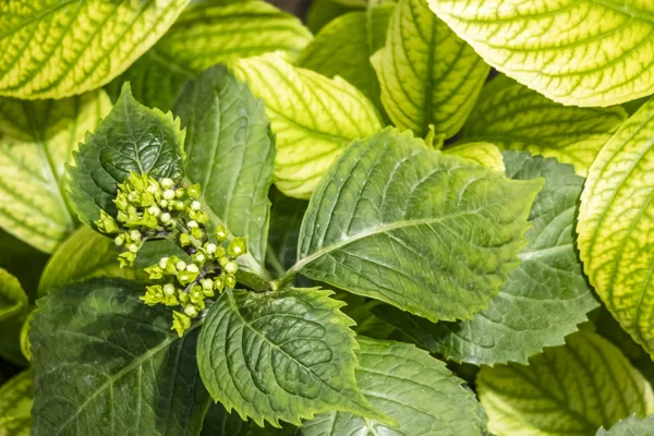 close up big leaf hydrangea flower in nature.