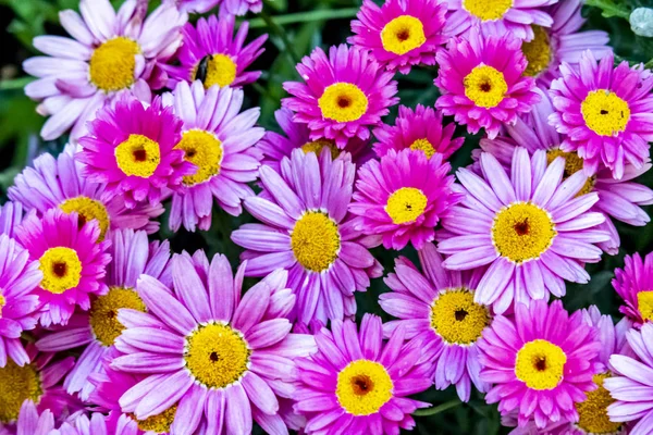 Gänseblümchen Der Natur Hautnah Erleben — Stockfoto