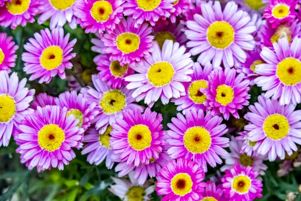 Gänseblümchen Der Natur Hautnah Erleben — Stockfoto