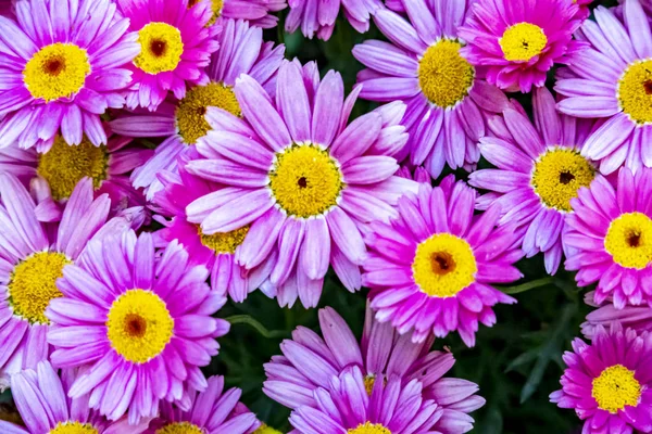 Gänseblümchen Der Natur Hautnah Erleben — Stockfoto