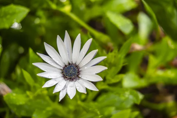 Zblízka Sedmikrásky Květiny Přírodě — Stock fotografie