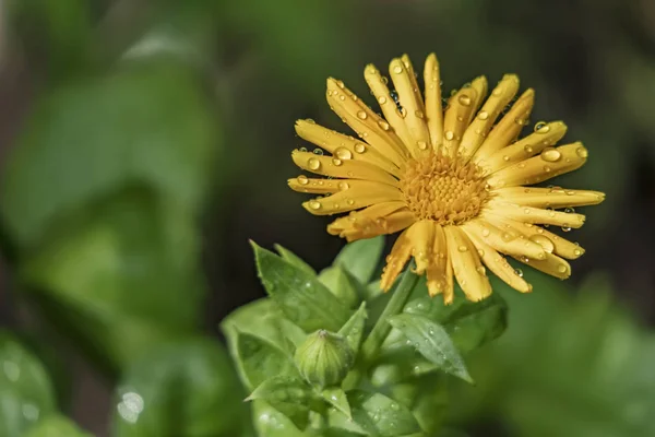 Close Κοινή Marigold Και Φύλλα Στη Φύση — Φωτογραφία Αρχείου