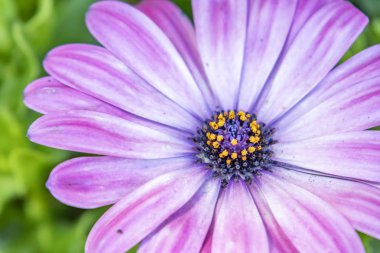 Papatya ya da papatya çiçeğini doğada kapatın.