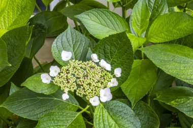  doğada büyük yaprak ortanca çiçek yakın.