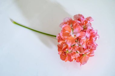  doğada büyük yaprak ortanca çiçek yakın.