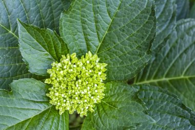  doğada büyük yaprak ortanca çiçek yakın.