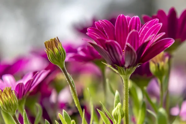 Крупним Планом Квіти Ромашки Природі — стокове фото