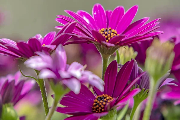 Крупним Планом Квіти Ромашки Природі — стокове фото