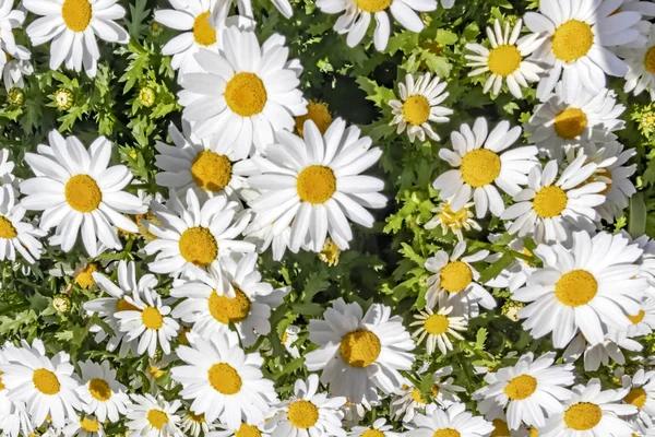 Fermer Fleurs Feuilles Marguerite Commune Dans Nature — Photo