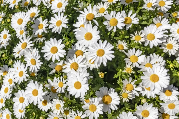 Fermer Fleurs Feuilles Marguerite Commune Dans Nature — Photo