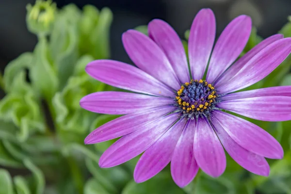 Close Daisybush Flor Margarida Capa Natureza — Fotografia de Stock