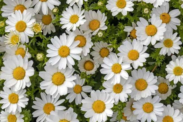 Fermer Fleurs Feuilles Marguerite Commune Dans Nature — Photo