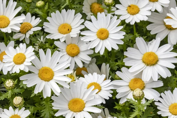 Fermer Fleurs Feuilles Marguerite Commune Dans Nature — Photo