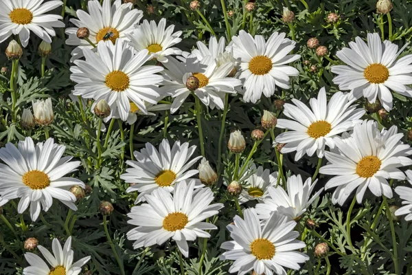 Közelről Közös Százszorszép Virágok Levelek Természetben — Stock Fotó