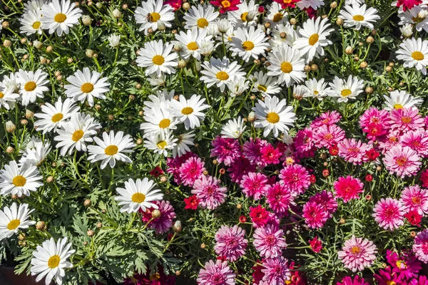 Uzavřít Společné Daisy Květiny Listí Přírodě — Stock fotografie