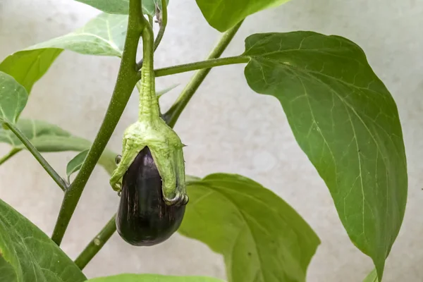 Cerca Berenjena Madura Naturaleza — Foto de Stock