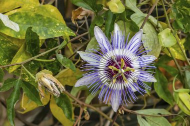 doğada mavi tutku çiçekler ve yapraklar kadar yakın