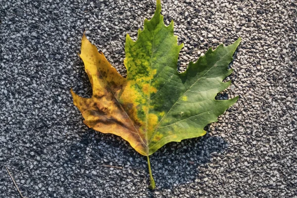 シカモアの木の葉を地面に閉じて — ストック写真