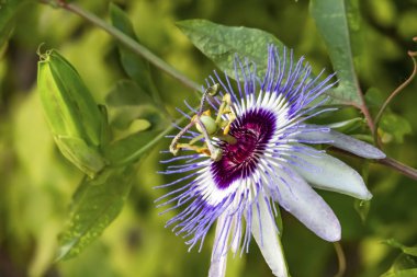 doğada mavi tutku çiçekler ve yapraklar kadar yakın